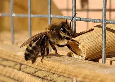 Honigbienen mit Schilfröhrchen am Wildbienenhotel