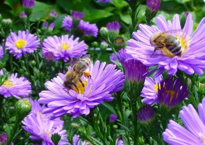 Bienen sammeln Nektar an Asternblüten