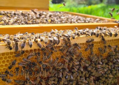 Bienen auf einer Wabe neben Bienenkasten