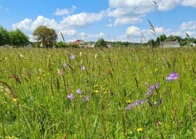 Wiese mit Blumen für Bienen und Insekten