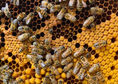 Bienen auf einer Brutwabe