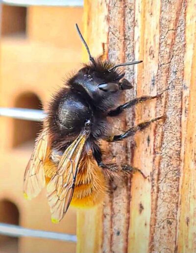 Gehörnte Mauerbiene am Bee Wild Wildbienenhotel