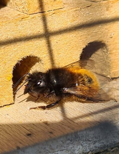 Gehörnte Mauerbiene am Wildbienenhotel Bee Wild