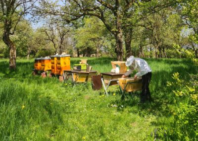 Am Bienenstand mit einer Top Bar Hive Beute