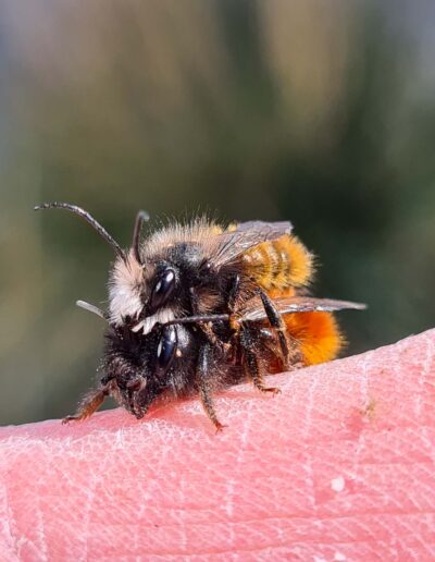 Makro von Wildbienen bei der Paarung auf einem Finger